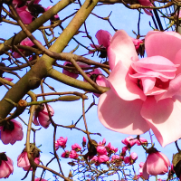 my, oh my, magnolia...